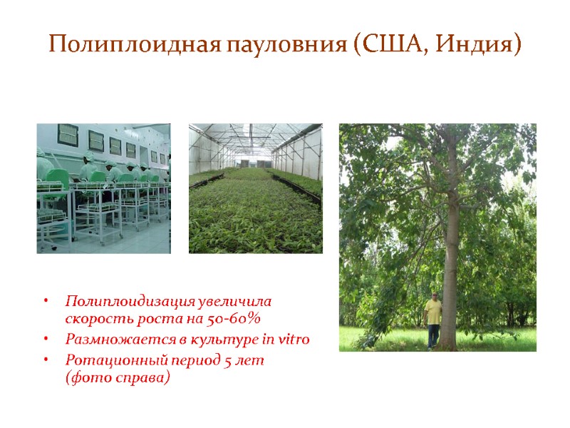 Полиплоидная пауловния (США, Индия) Полиплоидизация увеличила скорость роста на 50-60% Размножается в культуре in